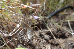 Utricularia caerulea